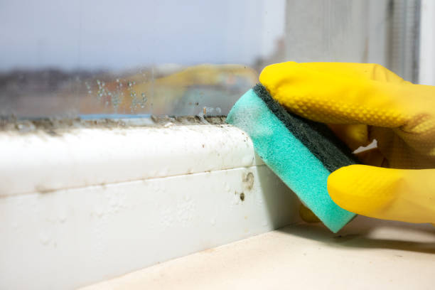 Best Industrial Mold Remediation in Elton, LA