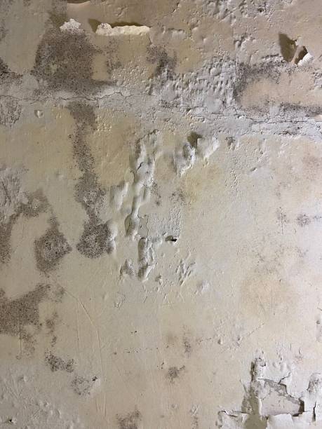Best Kitchen Mold Remediation in Elton, LA