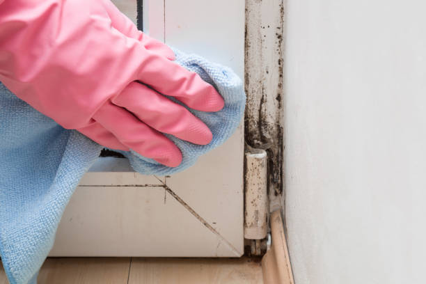 Best DIY Mold Remediation Support Services in Elton, LA