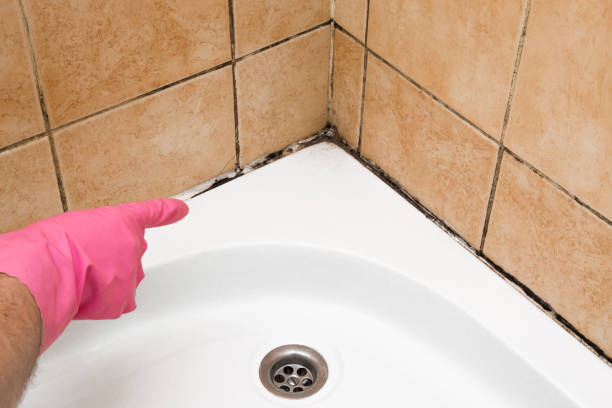 Best White Mold Remediation in Elton, LA